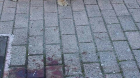 Ascoli, cagnolino sbranato da un pitbull. Paura in strada, ferito pure … – Il Resto del Carlino