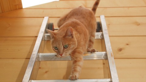 Scoprire se il gatto è mancino può aiutarti ad accudirlo meglio – La Repubblica
