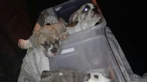 Stipati in box di plastica, 7 cuccioli di cane sequestrati al confine – Il Gazzettino