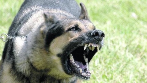Esce per portare a spasso il cane azzannata da due pastori tedeschi – Il Gazzettino