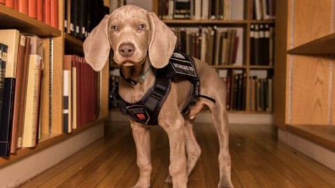 Un cane “assunto” dal Museum of Fine Arts di Boston: identificherà … – Il Messaggero