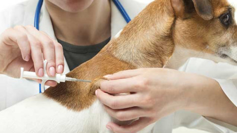Lotta al randagismo a Sanza. Prosegue l'attività di microchippatura … – ondanews (Comunicati Stampa)