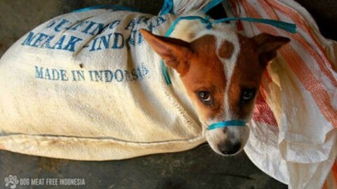 Una firma per fermare l'orrendo commercio di carne di cane in … – Quotidiano.net