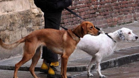 Il cane al lavoro? Bologna, il consiglio preme. Ma Merola dice «no» – Corriere della Sera