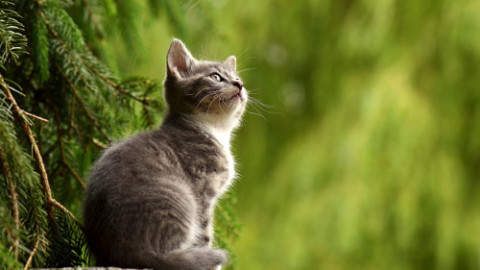 Gattoterapia: Come i Gatti ci Insegnano a Vivere Meglio – Eticamente.net