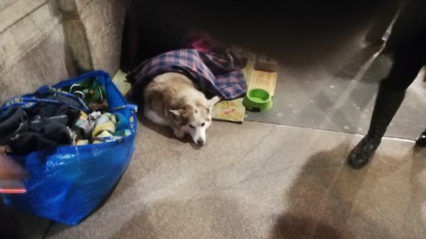 Accattonaggio: cani di strada, vittime sfruttate – Radio Colonna