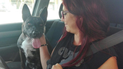 Randagismo, Lupo è il primo cane adottato dopo le reimmissioni – Corriere Salentino