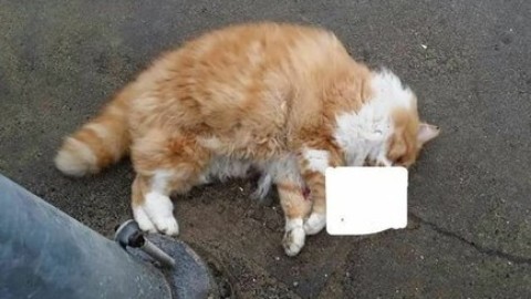 Botti di Capodanno e due gatti morti: la denuncia di Una – La voce di Rovigo