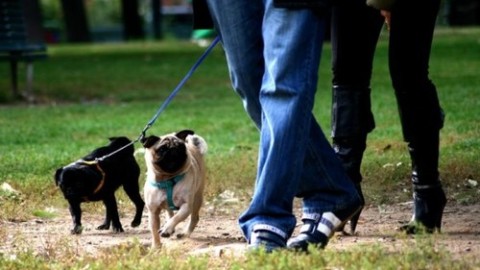 Bisognini dei cani in mezzo alla strada – La voce di Rovigo