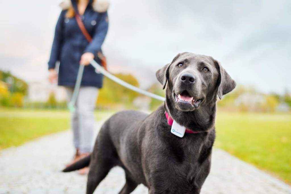 localizzatore per cani e gatti Tractive GPS