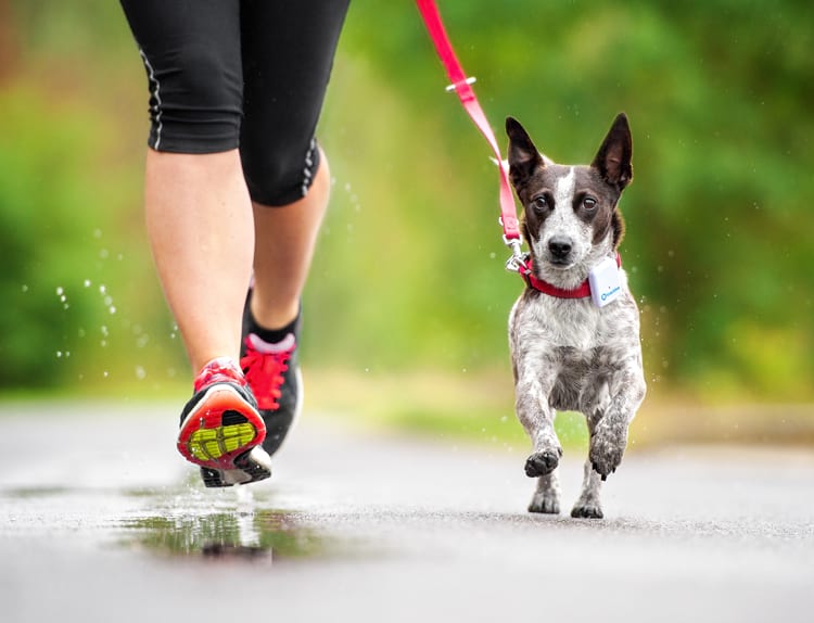 localizzatore per cani e gatti Tractive GPS