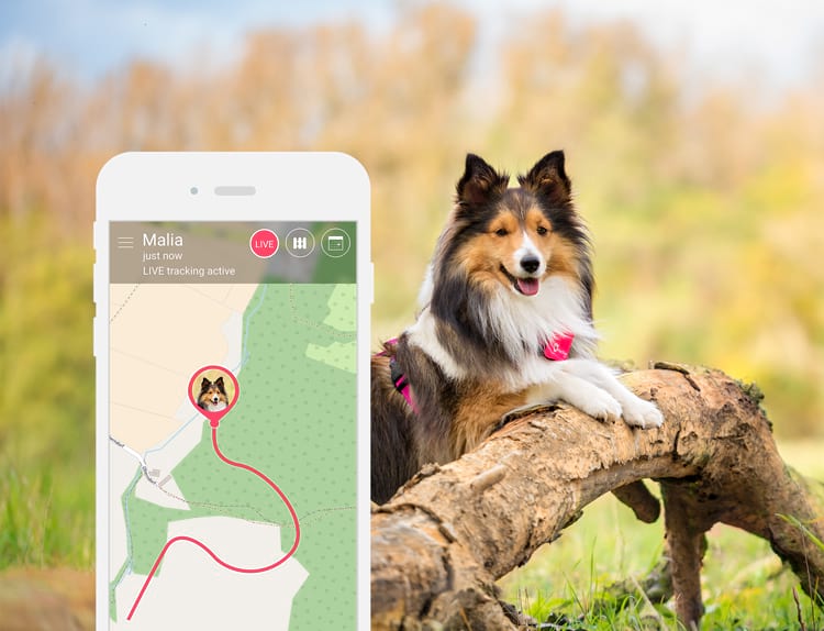 localizzatore per cani e gatti Tractive GPS