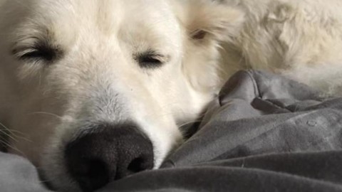 Anche gli ospedali di Monza e Desio aprono le porte agli animali … – Il Cittadino di Monza e Brianza