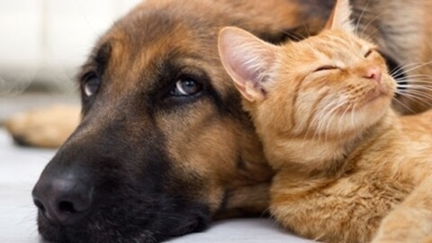 Usa: dopo paternità e maternità arriva tempo libero per gli animali … – la voce d'italia