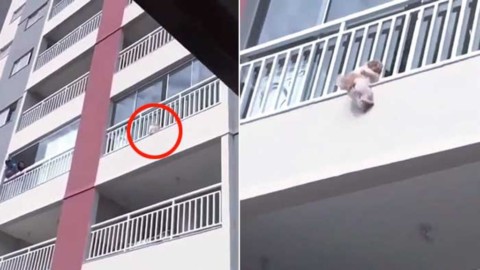 Cane spaventato dai botti si getta dal balcone, il salvataggio è … – La Stampa