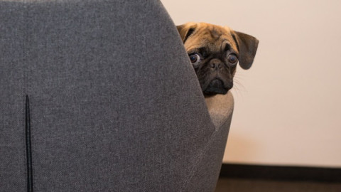 Affidamento cane: che succede con la separazione dei coniugi? – La Legge per Tutti