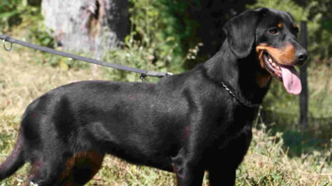 BASILICATA. ABILITATI I PRIMI 17 CANI LIMIERE DALLA REGIONE – La Dea della Caccia