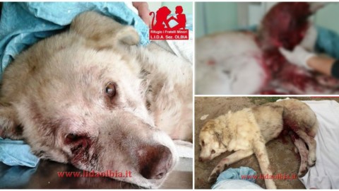 Lida Olbia: “ecco come finiscono i cani padronali” – Olbia.it – Notizie … – Olbia.it (Comunicati Stampa)