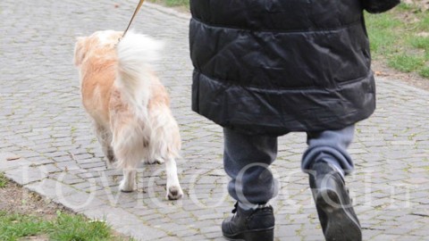 “La cacca del cane non sul marciapiede ma nell'apposito cestino” – RovigoOggi.it