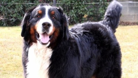 Sant'Antonio: un milione e mezzo di cani e gatti nelle case dei … – MilanoToday