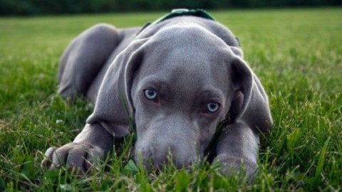 Cani di razza: bracco di Weimar detto il Fantasma Grigio – Sanihelp.it