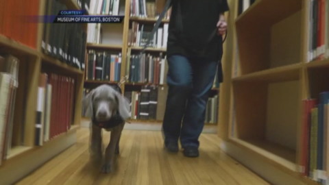 Un museo di Boston “assume” un cane da caccia per fiutare tarme e … – Il Sole 24 Ore