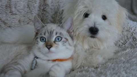 Affidamento del cane di famiglia in caso di separazione: a chi va e … – NanoPress