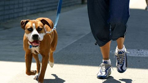 Torino è tra le città italiane con più escrementi di cane sui marciapiedi – TorinoToday