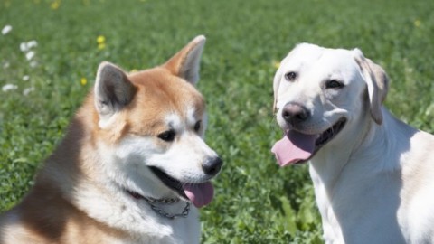 Aree cani: ecco le buone regole di convivenza e di buon senso – Qui Brianza News (Comunicati Stampa) (Blog)