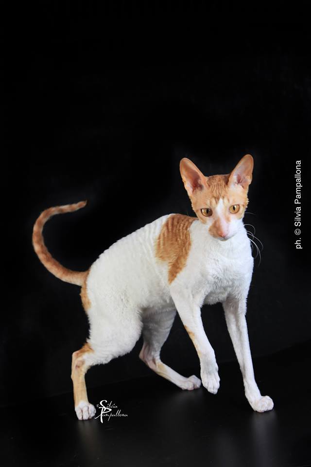 I gatti più belli del mondo alla Fiera di Padova – Corriere della Sera