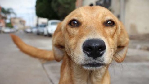 Montecastrilli, accordo tra Comune e Wwf per l'affido dei cani randagi – CITY JOURNAL (Comunicati Stampa)