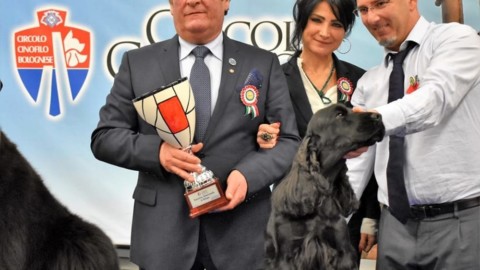 “The best in show”: è Enigma il cane più bello – BolognaToday