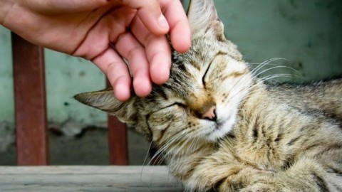 Le misteriose fusa dei gatti producono diversi effetti psicofisici alle … – Informare per resistere