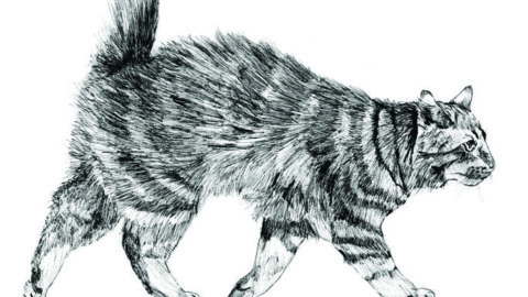 Vite da gatti come le nostre – Il Sole 24 Ore