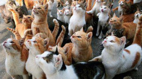 Vi serve un lavoro? Qualcuno cerca un coccolatore di gatti, e paga … – www.amoreaquattrozampe.it (Blog)