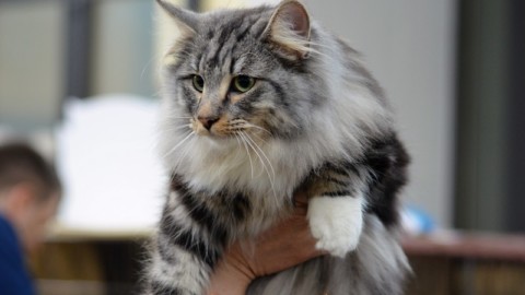 Al Polo Fiere i gatti più belli del mondo – Foto – Lucca in Diretta