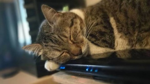 Dieci segnali per capire che il nostro gatto ci ama – Riviera24