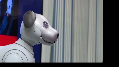 Sony lancia il cane robot intelligente: si chiama Aibo – Il Sole 24 Ore