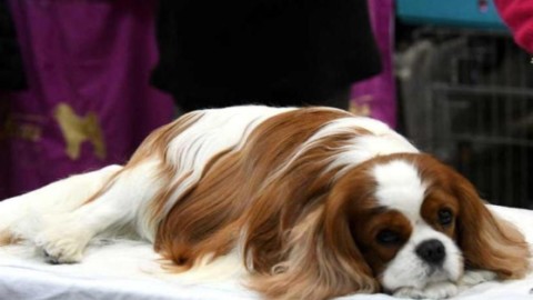 Cani in passerella, oggi il bis – Il Tirreno