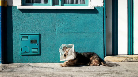 Cani: cosa fare quando compare una ciste o un grumo – GreenStyle