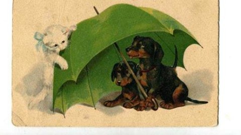 Gatti da cartolina in mostra a Trieste – Il Friuli