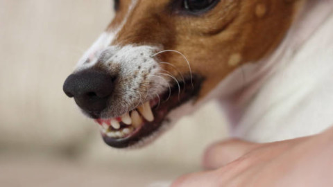 Perché il nostro cane è aggressivo e cosa fare per evitarlo – Palermomania.it