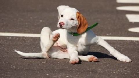 Olio di neem per i cani: benefici, come usarlo ea cosa fare attenzione – greenMe.it