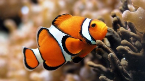 “Maschio o femmina?”: come la biologia, l'ambiente e la cultura … – Scienze Naturali