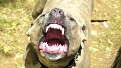 Pitbull sbranano e uccidono cane, poi azzannano anziano – RomaToday