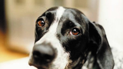 Animali: allarme cani avvelenati a Lampedusa – Meteo Web
