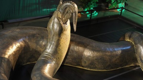 Questo serpente è più lungo di un autobus e ha 60 milioni di anni: i … – Scienze Fanpage