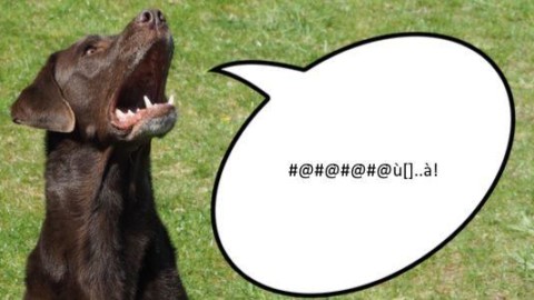 Tradurre il linguaggio di cani e gatti in inglese? Entro il 2022 sarà … – greenMe.it