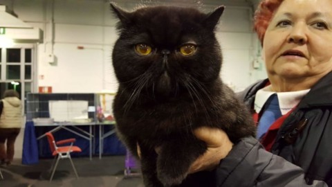 E' una gatta persiana di Treviso a vincere la 49^ Esposizione Felina … – TrevisoToday