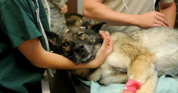 Cane veterinario